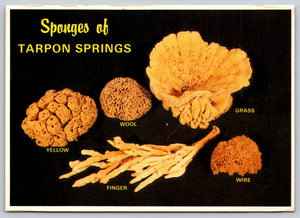 Sponges of Tarpon Springs, Florida, Vintage Post Card