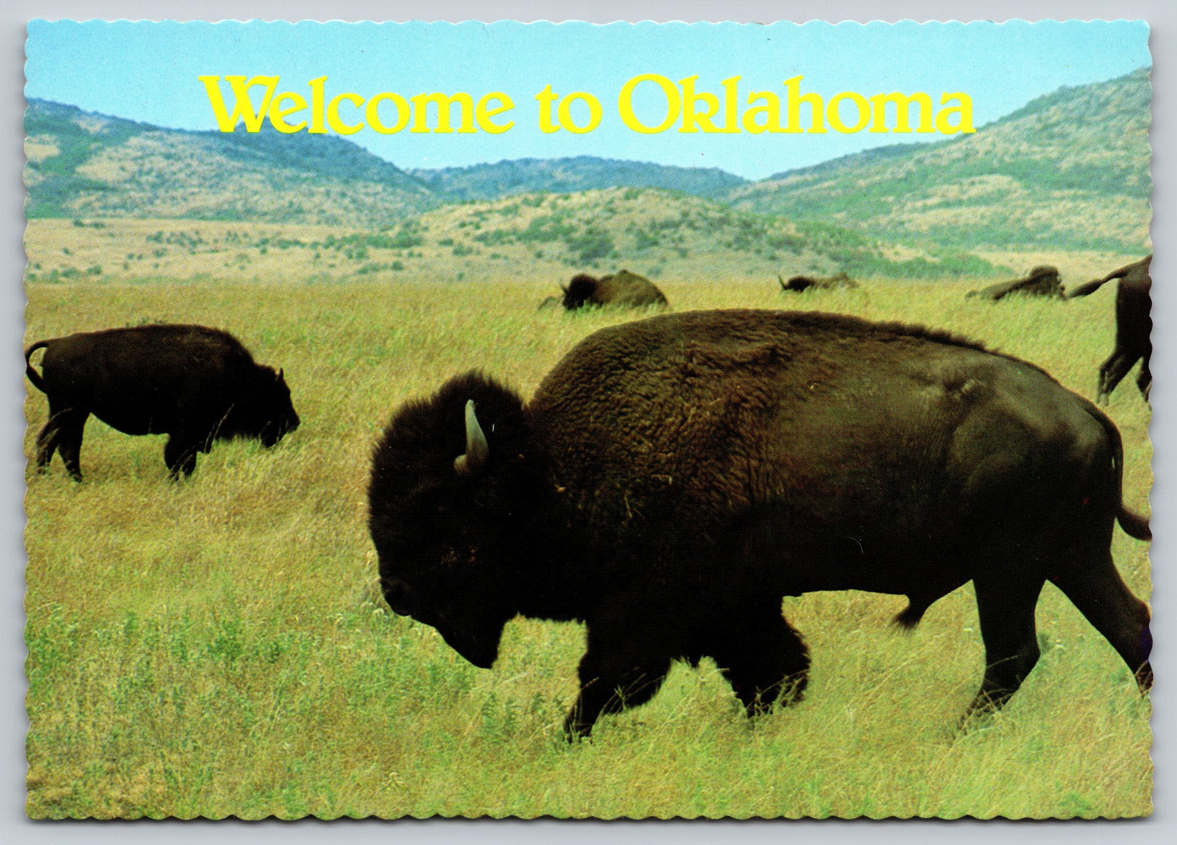 Herd Of Buffalo, Oklahoma, Vintage Post Card