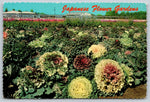 Japanese Flower Gardens, Phoenix, Arizona, Vintage Post Card