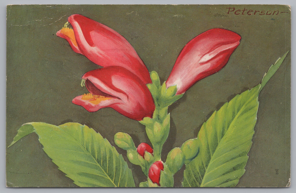 Red Turtlehead, Chelone Obliqua, Up To 4 Feet High, Vintage Post Card.