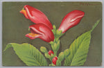 Red Turtlehead, Chelone Obliqua, Up To 4 Feet High, Vintage Post Card.