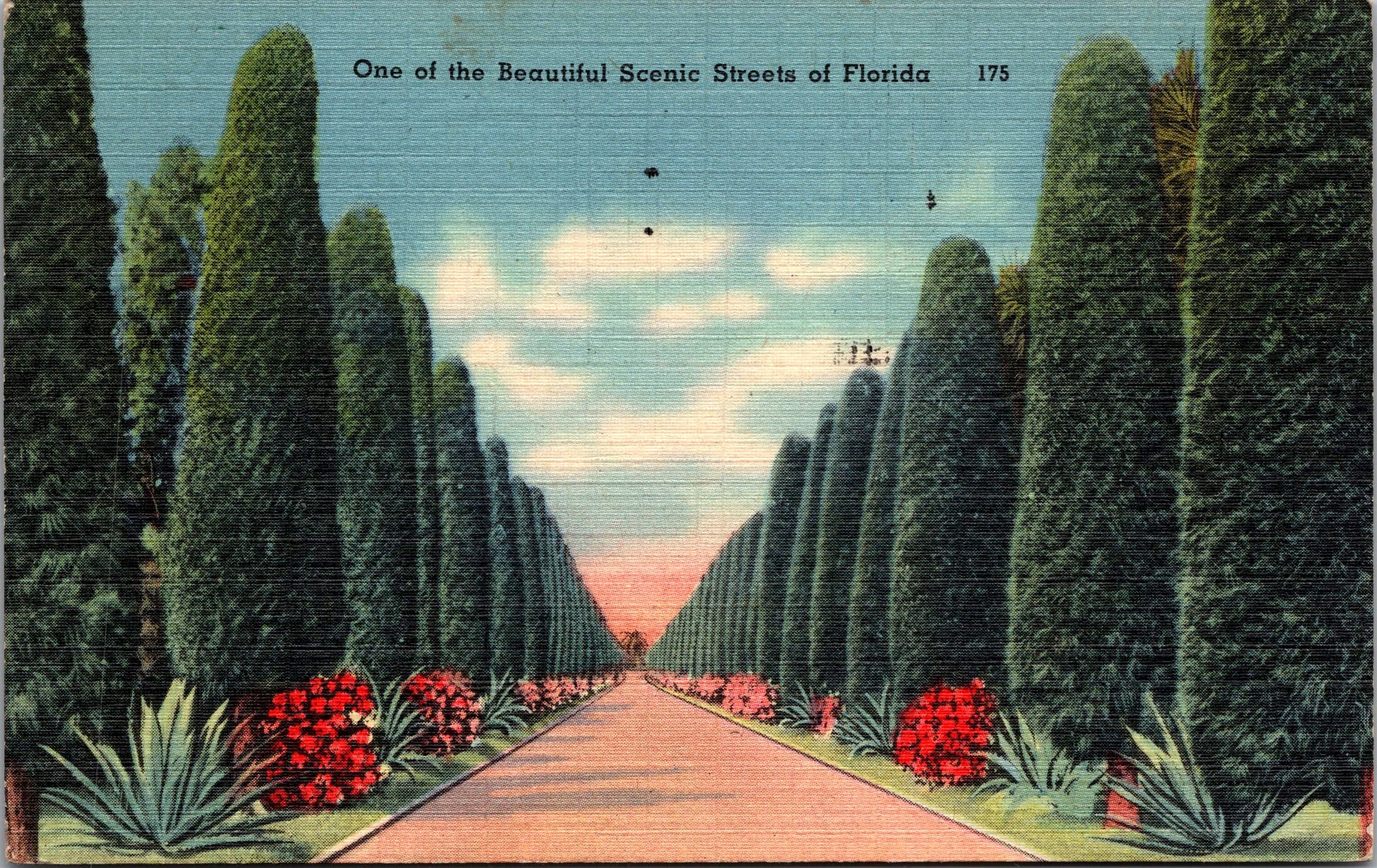 One Of The Most Beautiful Scenic Scenes In Florida, Vintage Post Card