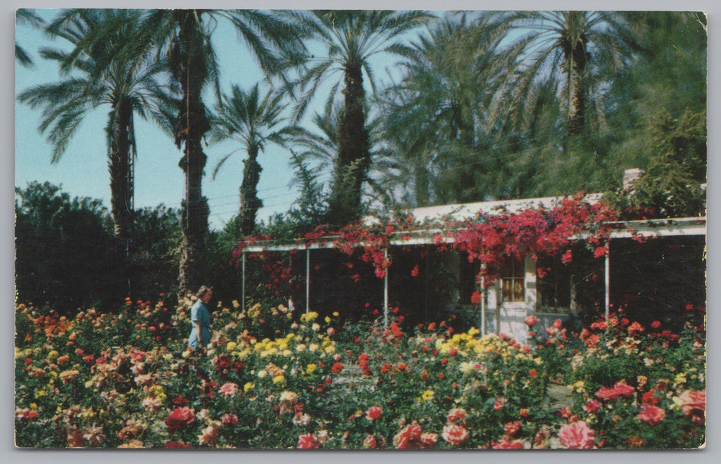 Shields Rose Garden, Vintage Post Card.
