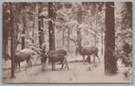 Rocky Mountains Mule Deer, Museum California Academy Vintage PC