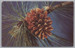 A Long Leaf Pine, Common Around North And South Carolina, USA, Vintage Post Card.