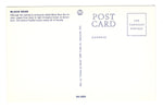 The Black Bear, Canada Vintage Post Card