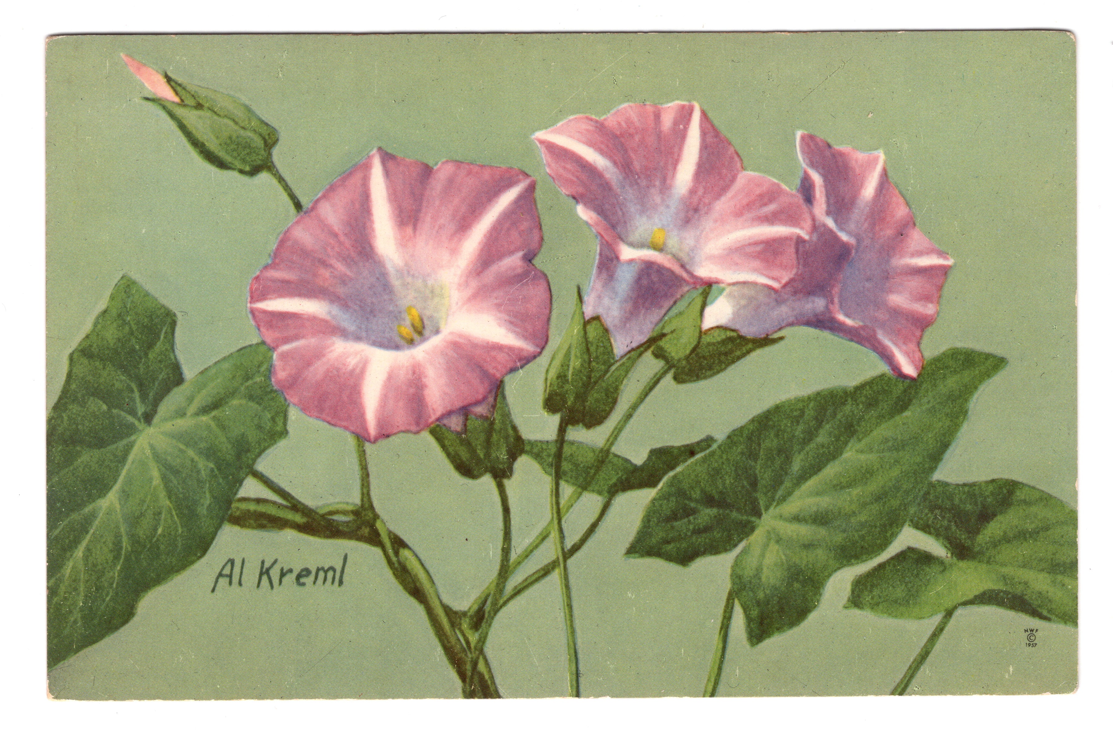 Greater Bindweed, Convolvulus Sepium, Vintage Post Card