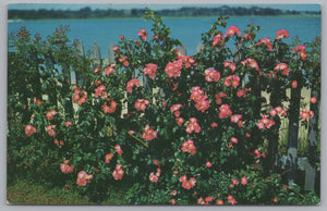 The Wild Roses Bloom, Vintage Post Card