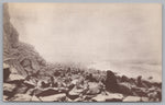 Alaska Fur-Seal Group, Museum CA Academy Sciences, Golden Gate Park, VTG PC