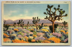 Joshua Palms On The Desert Of Southern California, USA, Vintage Post Card