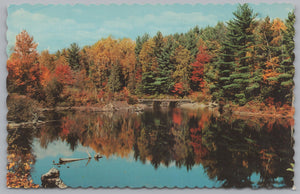 Beauty Of Algonguin Park, Ontario, Canada, Vintage Post Card.