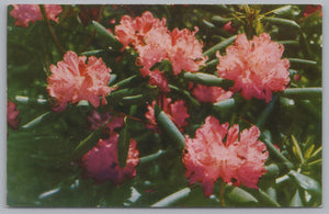 Rhododendron, Blue Ridge Parkway, Virginia, North Carolina, VTG PC