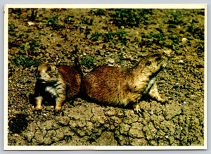 Pair Of Prairie Dogs, Vintage Post Card