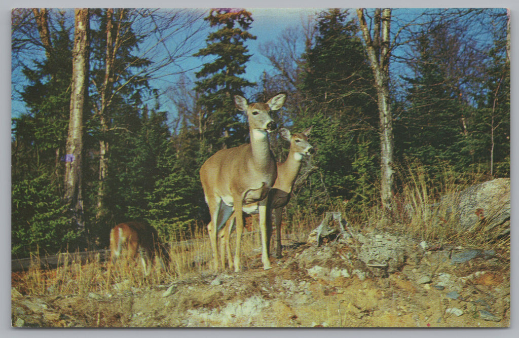 Near Killarney Lodge, Algonguin Park, Ontario, Canada, Vintage Post Card.