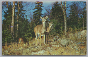 Near Killarney Lodge, Algonguin Park, Ontario, Canada, Vintage Post Card.