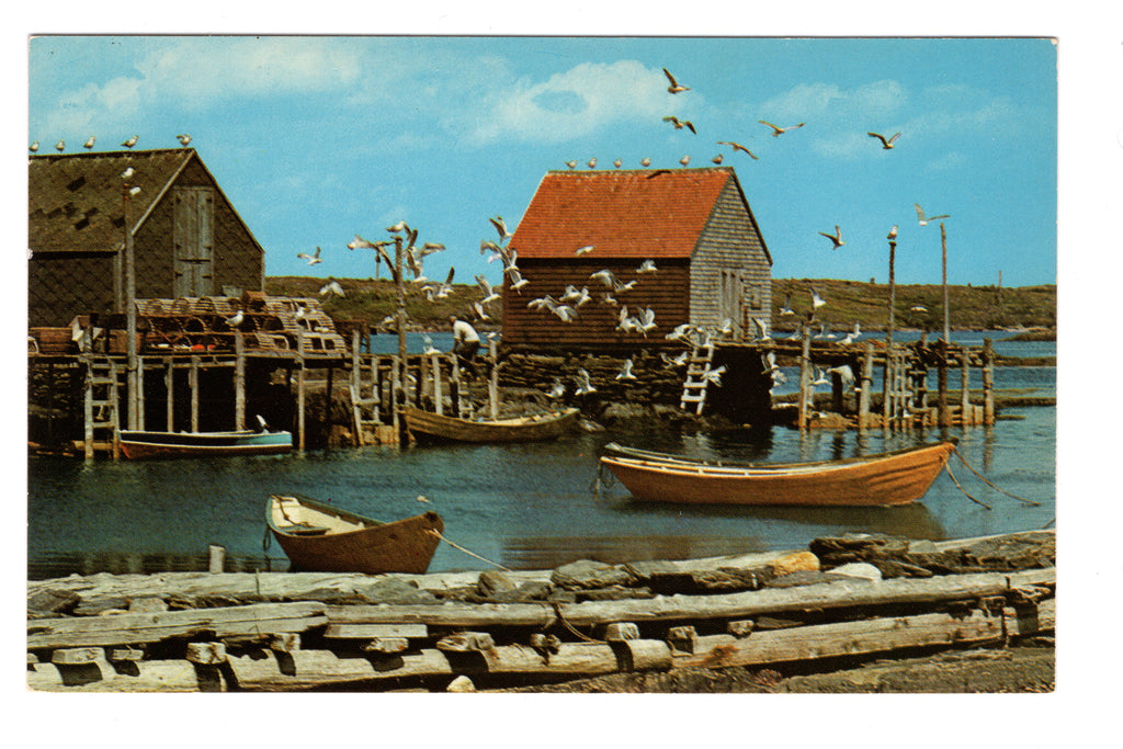 Gull Greeting, Fishing Nova Scotia, Vintage Post Card