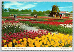 Nelis Tulip Farms, Holland, Michigan, Vintage Post Card