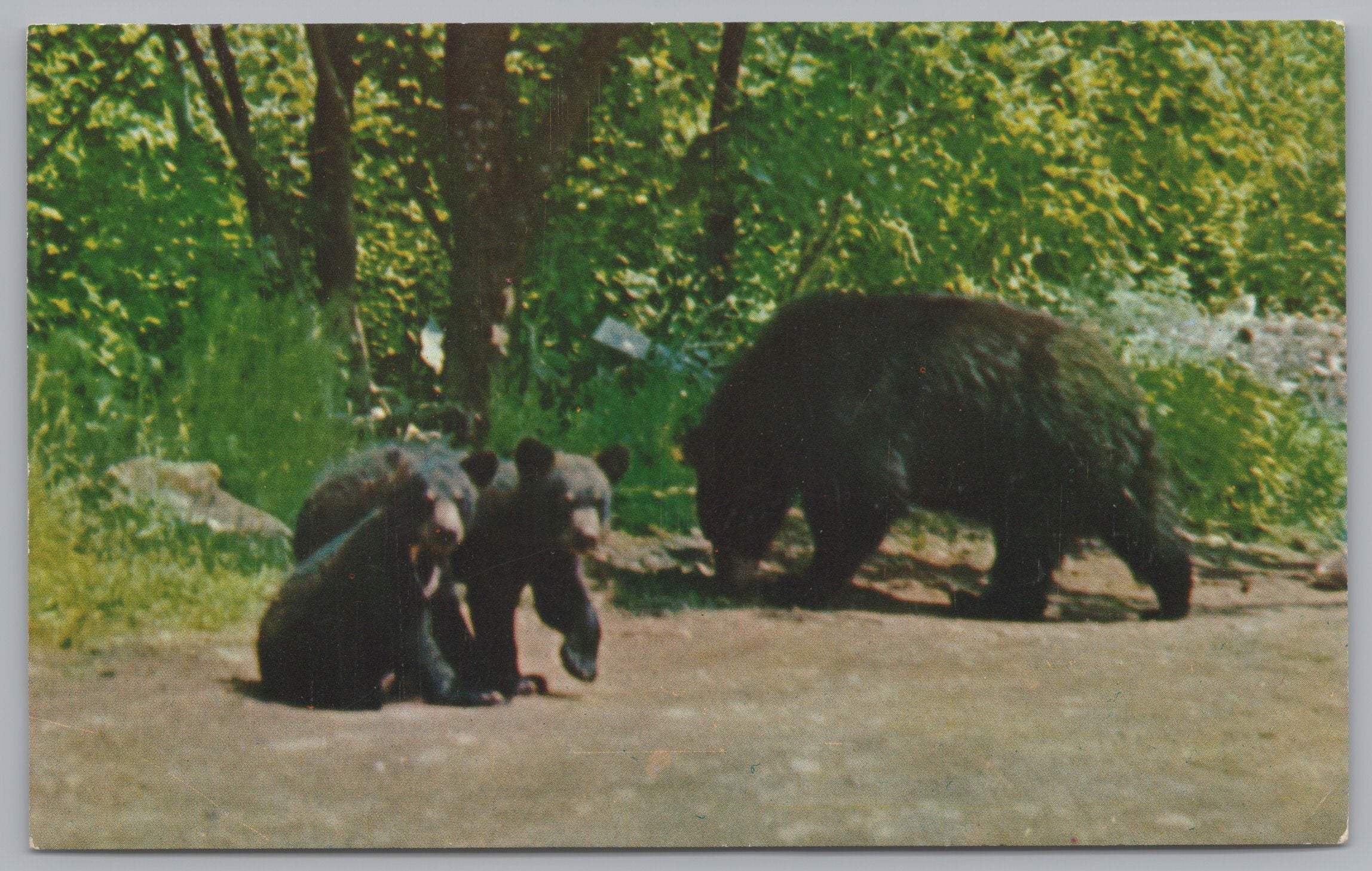 A Mother Bear And Her Cubs, Baxter State Park, Maine, USA, Vintage Post Card.