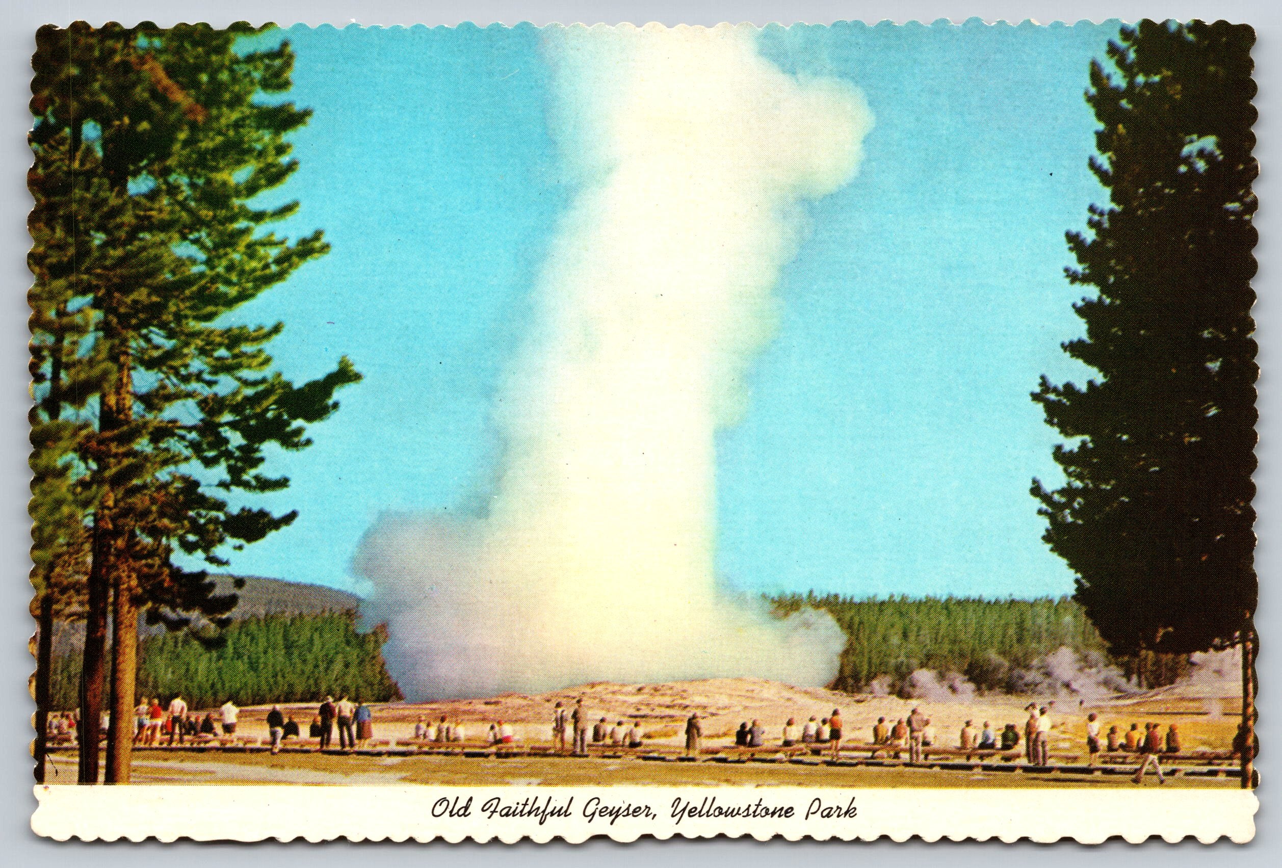 Old Faithful Geyser, Yellowstone Park, Vintage Post Card