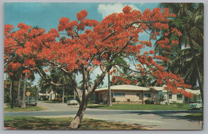 Florida’s Royal Poinciana, Beautiful Flowering Trees In The World, VTG PC