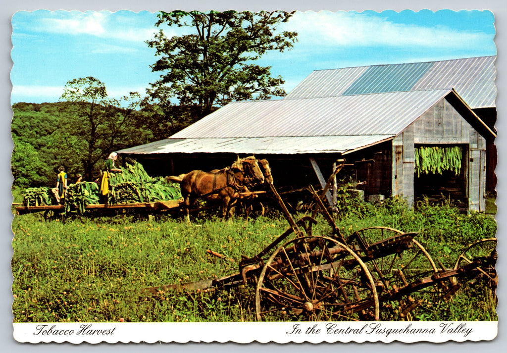 Tobacco Harvest, Central Susquehanna Valley, Vintage Post Card