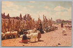 Navajo Sheep Heard, Vintage Post Card.