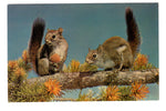 The Chickaree, Red Squirrel, Vintage Post Card