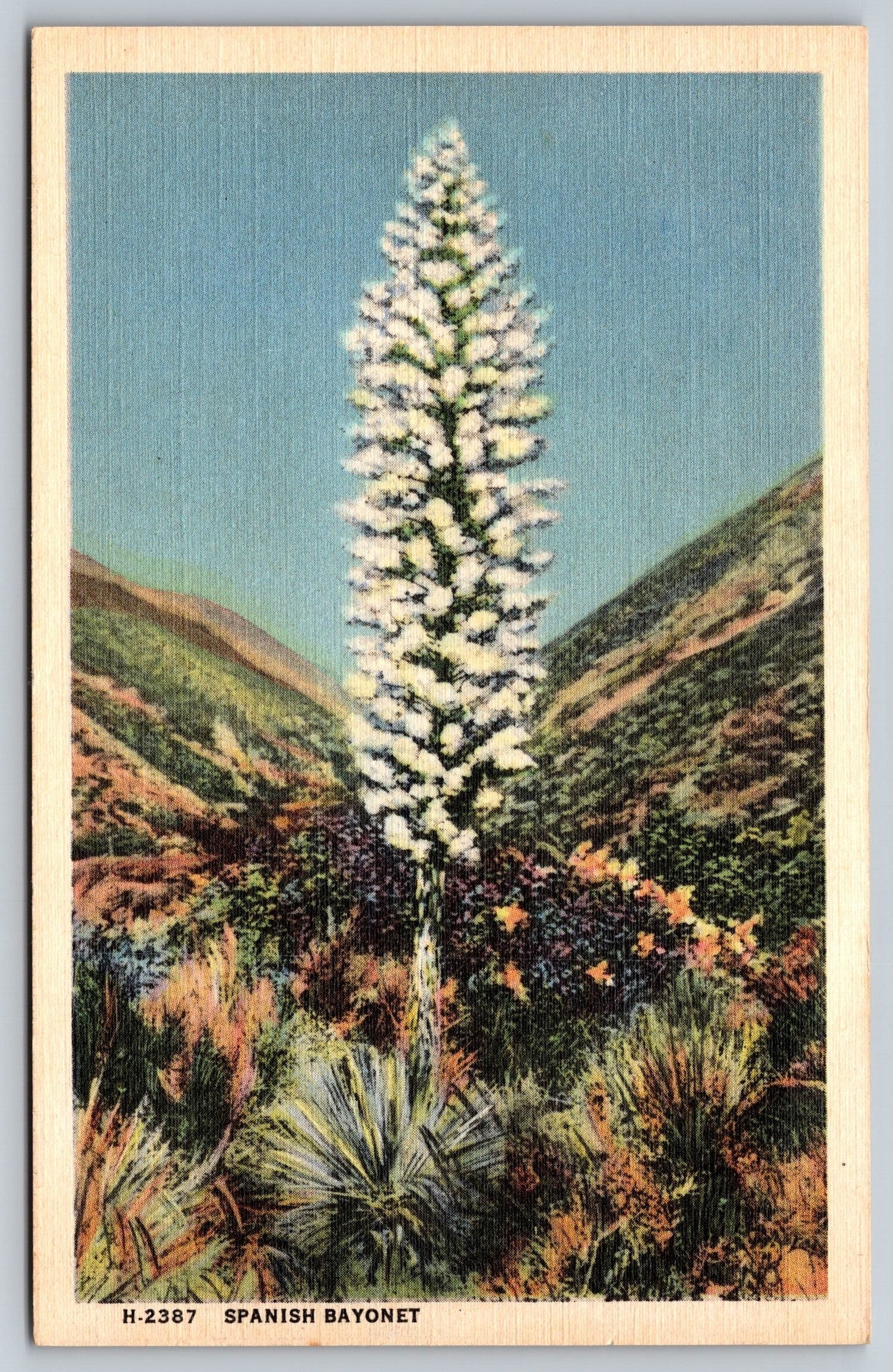 Myriad Yuccas, Spanish Bayonets, Arizona, USA, Vintage Post Card