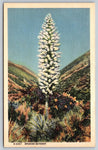 Myriad Yuccas, Spanish Bayonets, Arizona, USA, Vintage Post Card