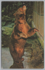 Smokey The Bear, National Zoological Park, Washington DC, USA, Vintage Post Card.