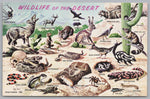The Wildlife Of The Southwestern Dessert, Vintage Post Card.