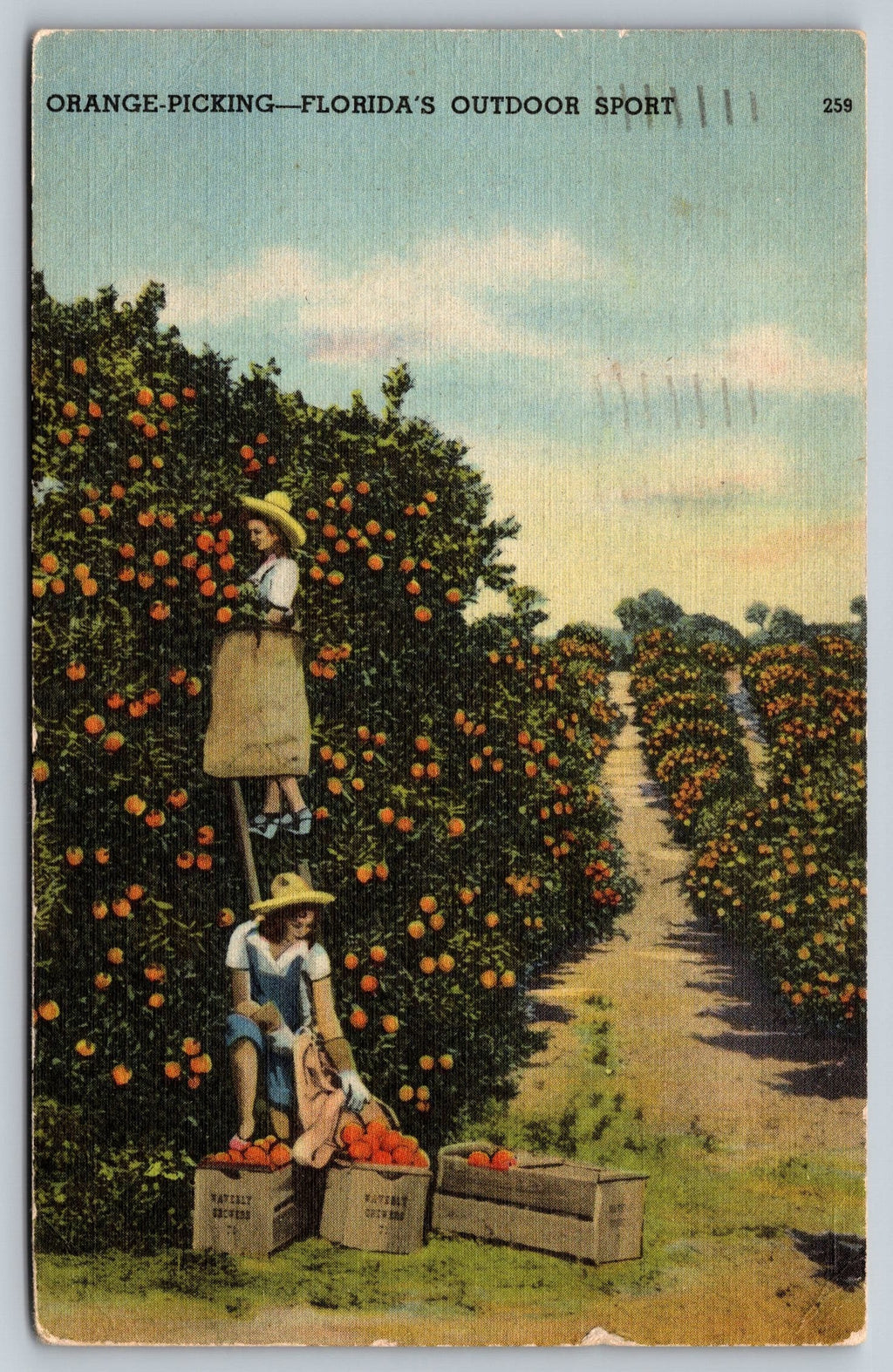 Orange Picking, A Florida Outdoor Sport, USA, Vintage Post Card