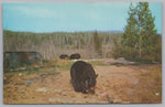 A Bear In Algonguin Provincial Park, Ontario, Canada, Vintage PC