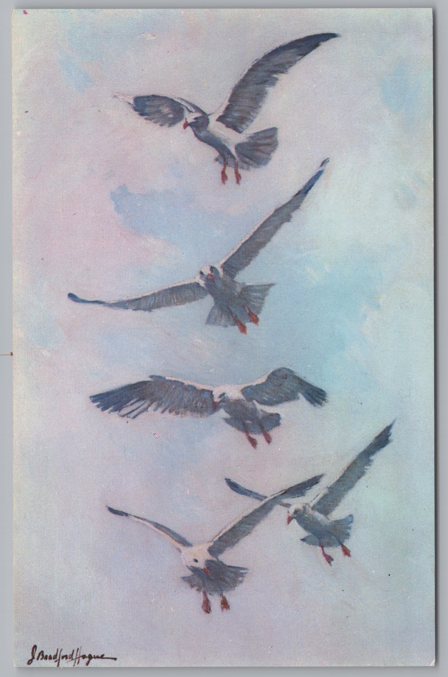 Painting Of Sea Gulls, Rockport And Gloucester, Massachusetts, Vintage Post Card.