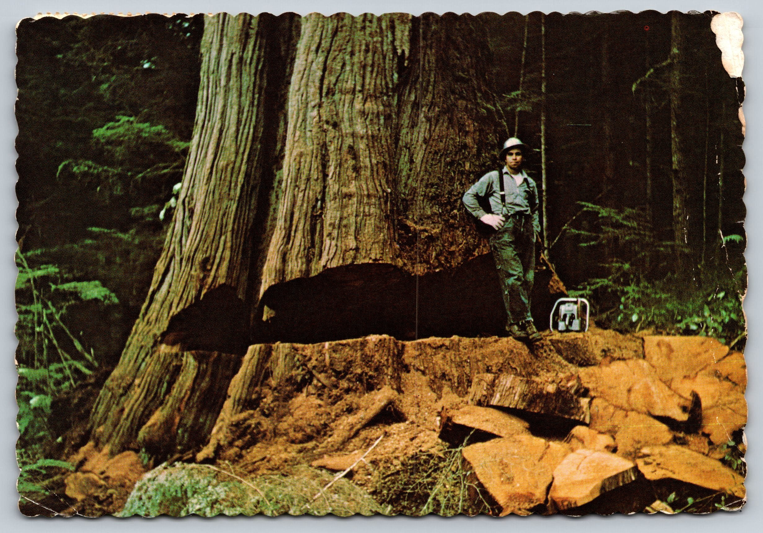 Giant Red Cedar, Washington’s Olympic Peninsula, VTG PC