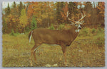 The Buck, A Friendly Inhabitant Of Algonguin Park, Ontario, Canada, Vintage Post Card.