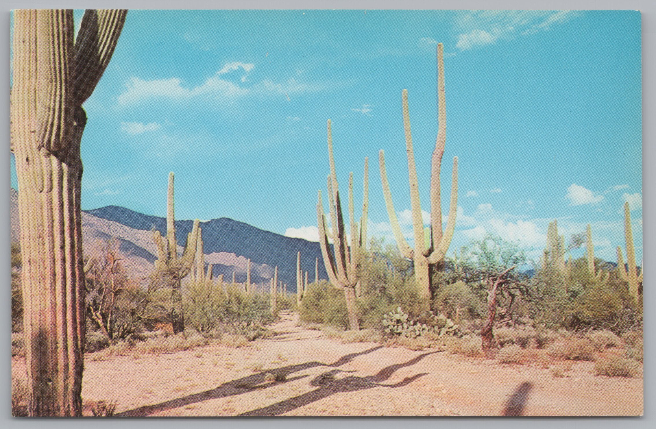 Cactus Against Scenic Mountain And Blue Sky, Vintage Post Card.