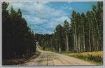 Kaibab National Forest, Arizona, Vintage Post Card.