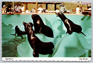 The Seal Pool, Sea World, Florida, Vintage Post Card