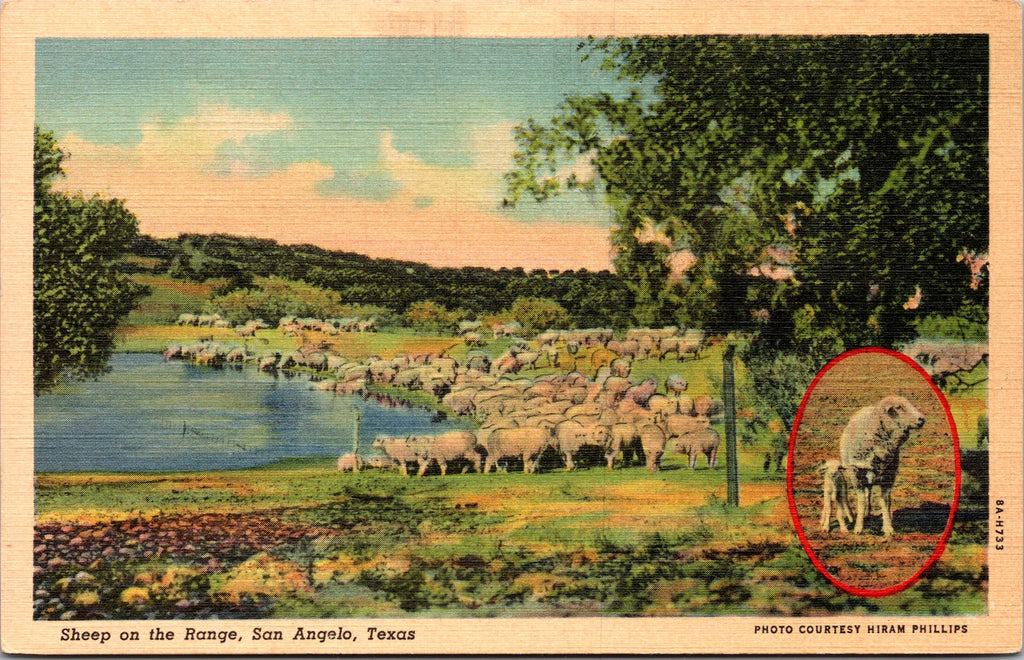 Herd Of Sheep On The Range, San Angelo, Texas, USA, Vintage Post Card