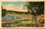Herd Of Sheep On The Range, San Angelo, Texas, USA, Vintage Post Card