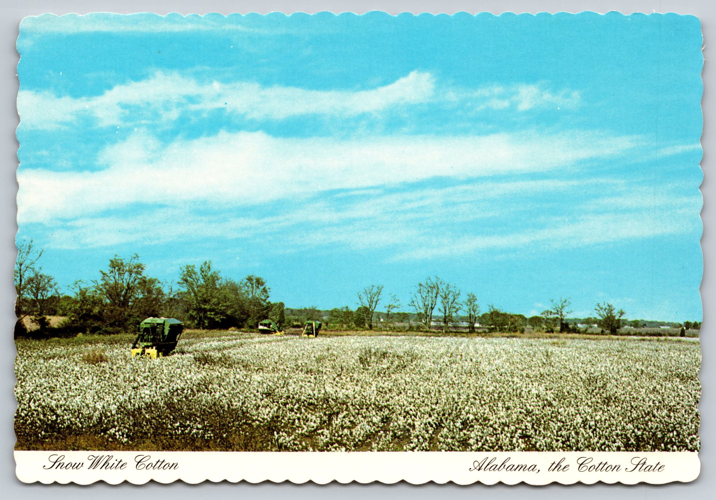Snow White Cotton, Alabama, Vintage Post Card