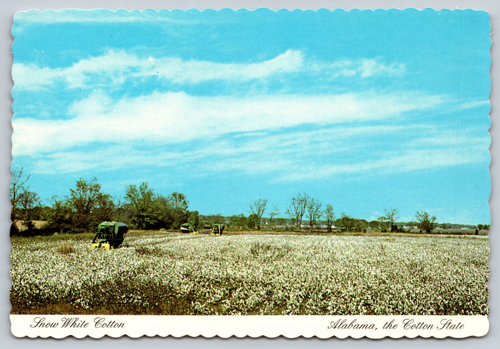 Snow White Cotton, Alabama, Vintage Post Card