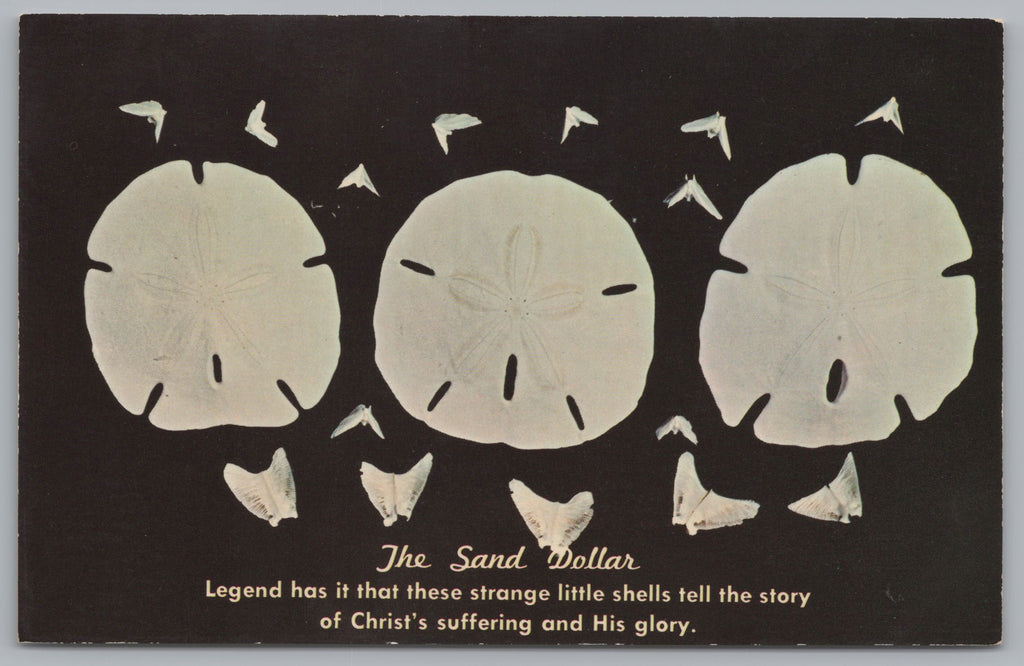 The Sand Dollar’s 5 Holes Represents Jesus Sacrifice, Vintage Post Card