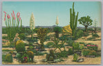 A Few Variations Of Desert Vegetation, Albuquerque, New Mexico, Vintage Post Card.