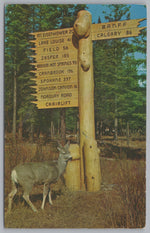 A Mule Deer And A Rustic Directional Sign, Banff National Park, California, Vintage Post Card.