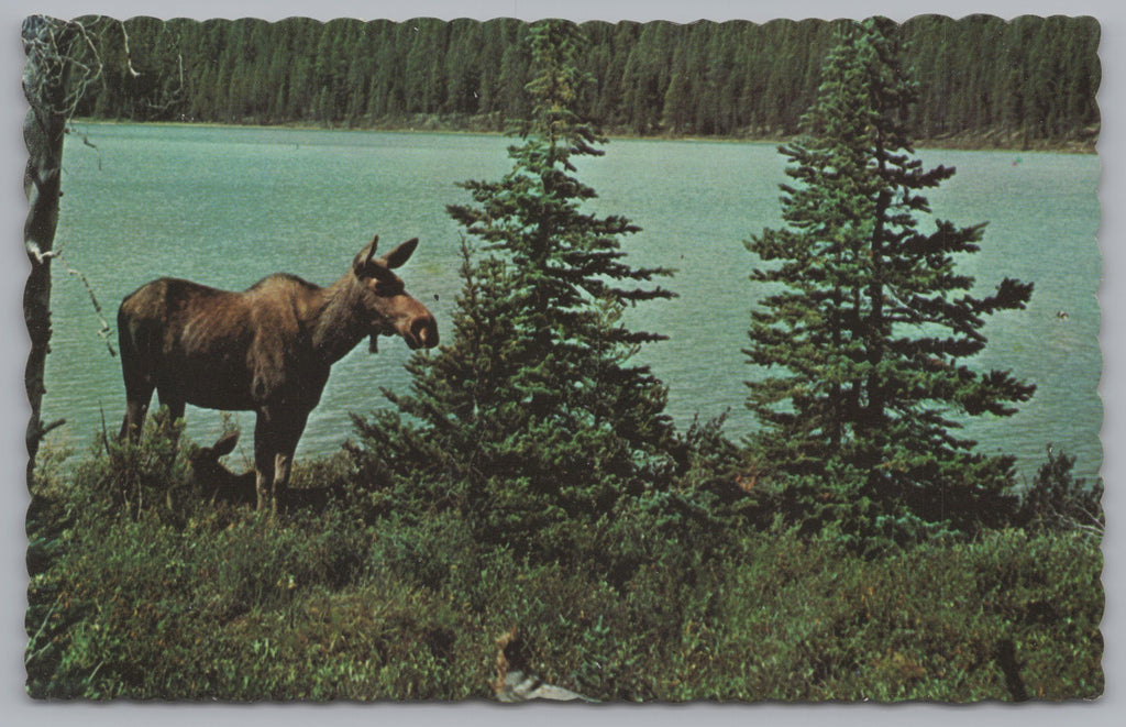 A Friendly Inhabitant Of Algonquin Provincial Park, Ontario, Canada, Vintage Post Card.