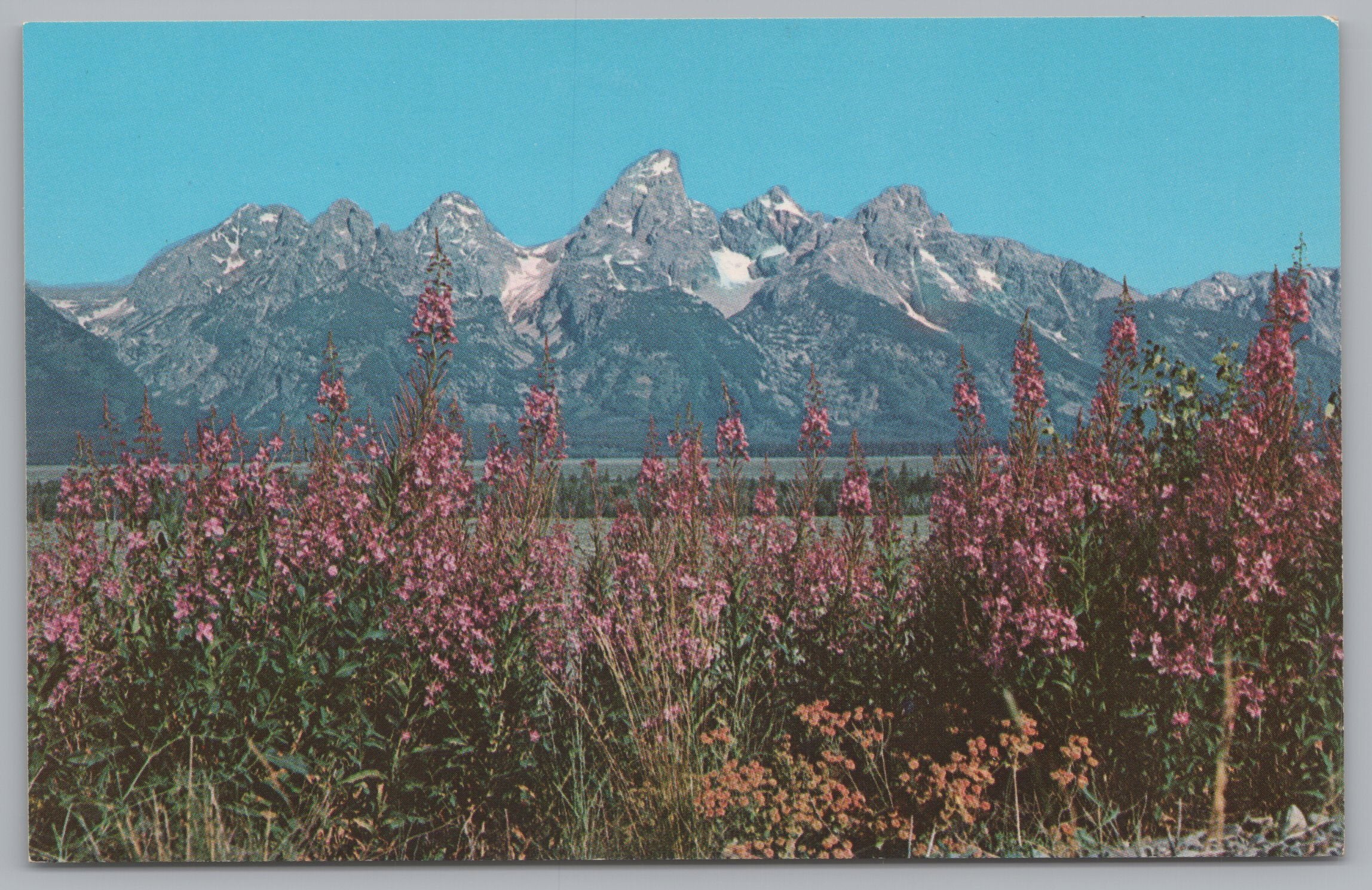 Fireweed In Bloom, Grand Teton National Park, Vintage PC