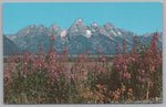 Fireweed In Bloom, Grand Teton National Park, Vintage PC