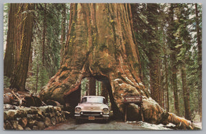 Wawona Tree w/ Car going through, Yosemite National Park, CA,PC